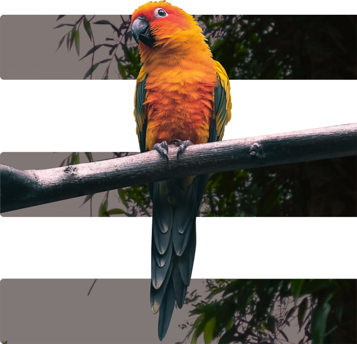 Kurumsal
